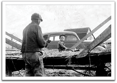 Ole K trying to get grandson Bruce Tinnesand  off the hayrack, 1944. Bruce was determined  to go along to pick up a load of hay.