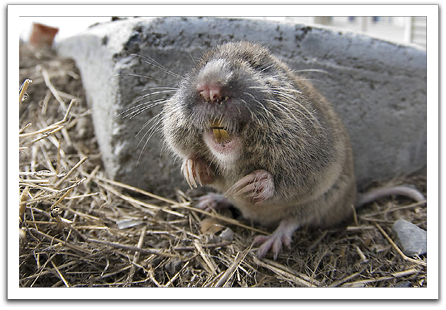 A pocket gopher.